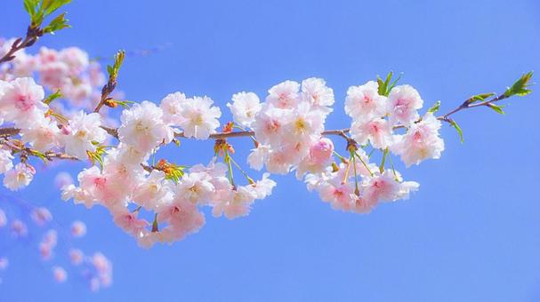 美の山桜イベント