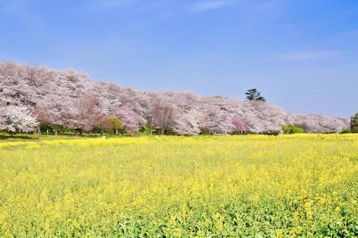 幸手桜まつり