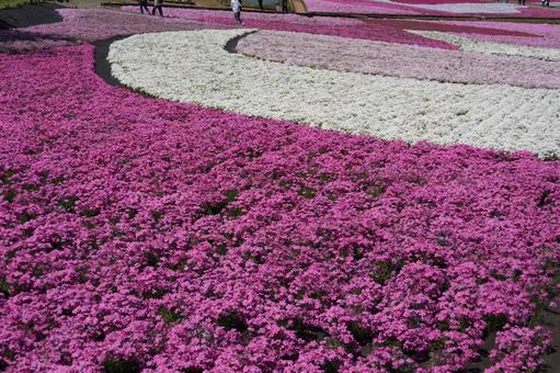 芝桜まつり