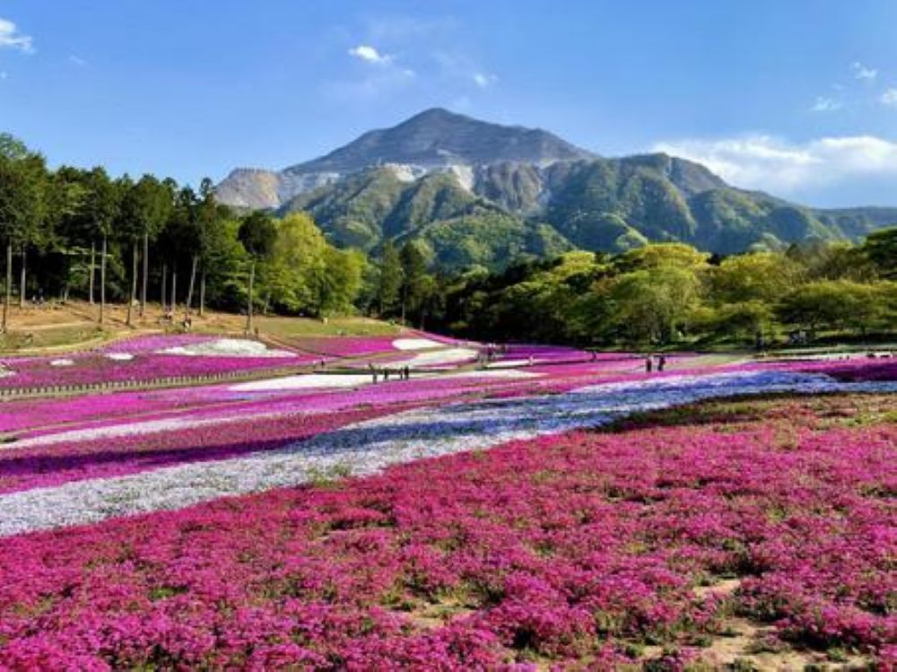 羊山公園の芝桜