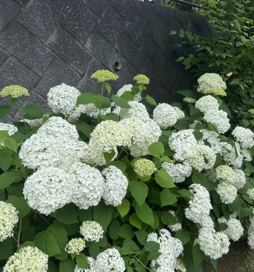 石垣沿いに咲く白い