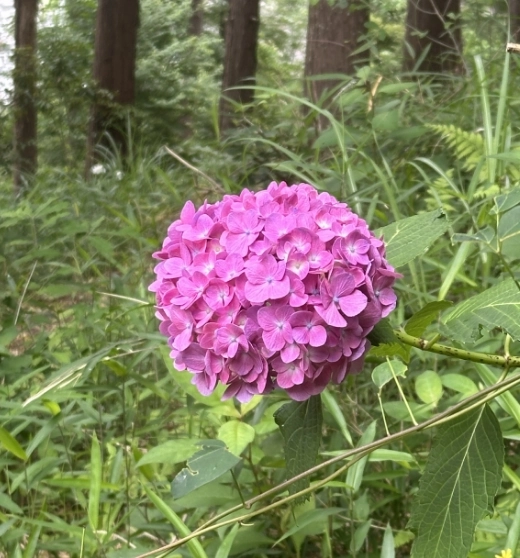 森の中で色づく濃桃色の紫陽花のアップ