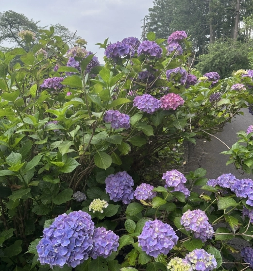 道沿いに連なる紫から桃色の紫陽花の群生