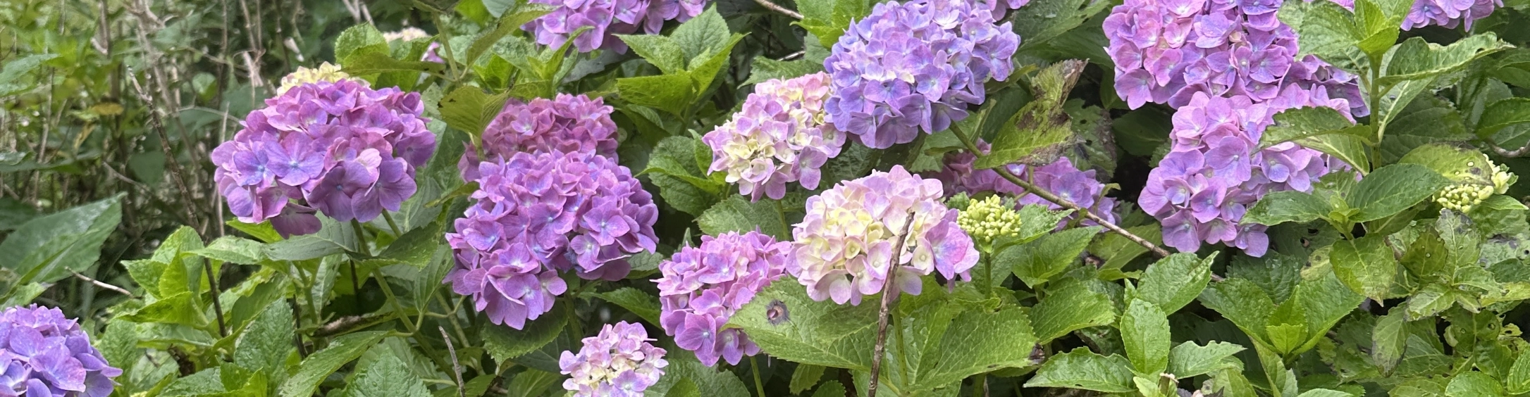 嵐山町・金泉寺に咲く紫陽花の群生（ヘッダー）