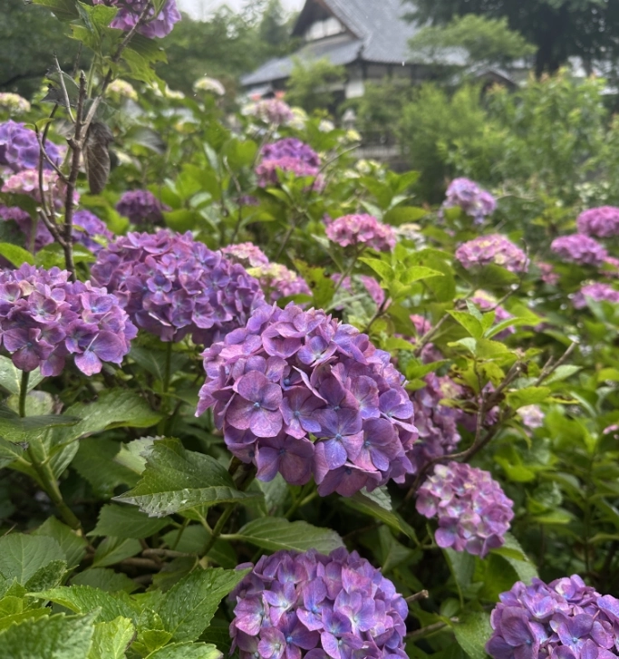 紫陽花越しに望む金泉寺の本堂