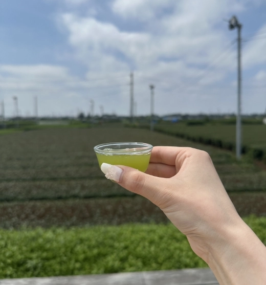 茶畑を背景に手に持つ新茶の試飲