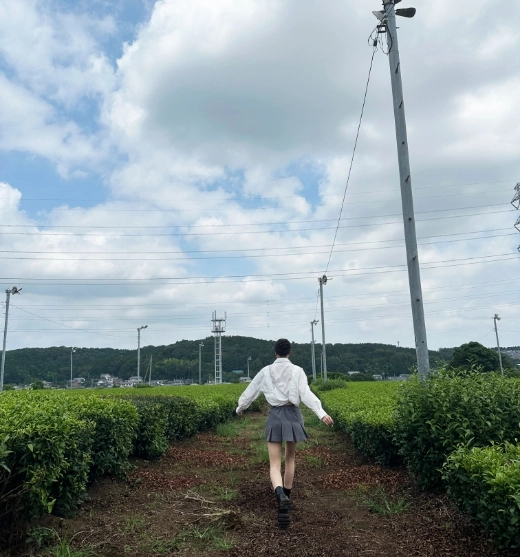 茶畑の畝道を歩く人と初夏の空