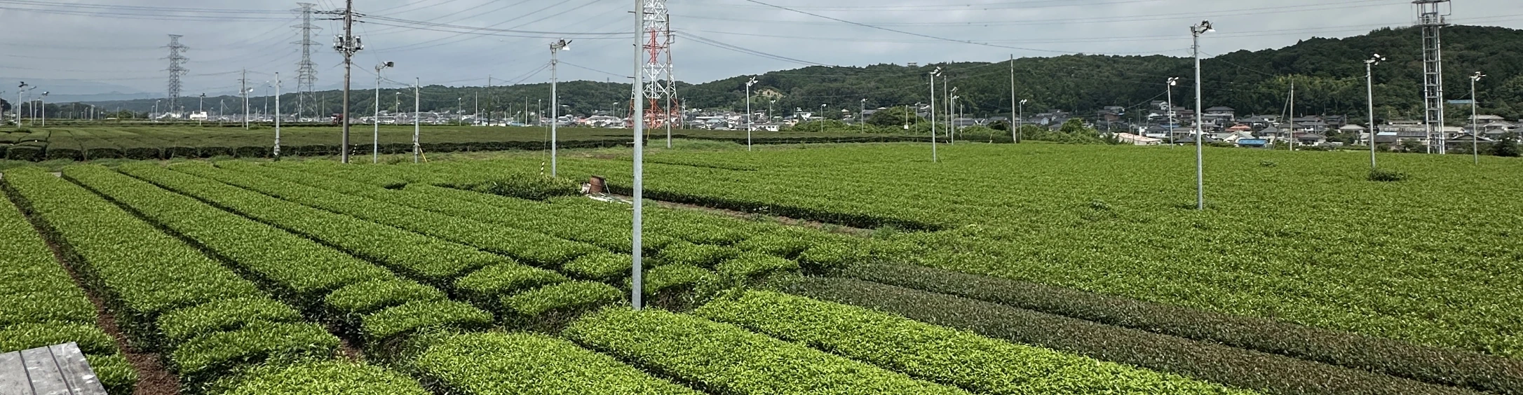 入間・狭山茶畑の風景（ヘッダー）