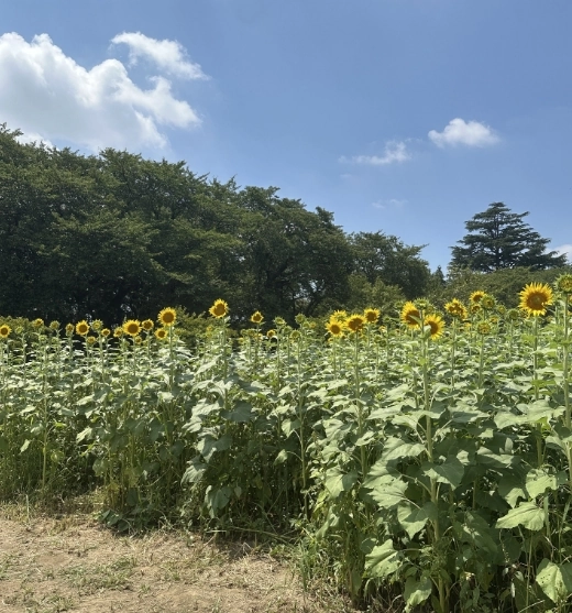 林を背にしたひまわり畑の列