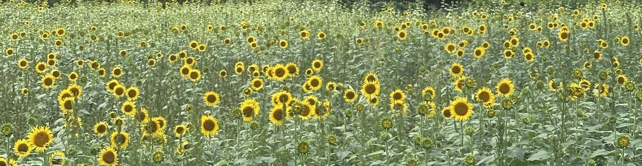 一面に咲くひまわり畑の風景（ヘッダー）