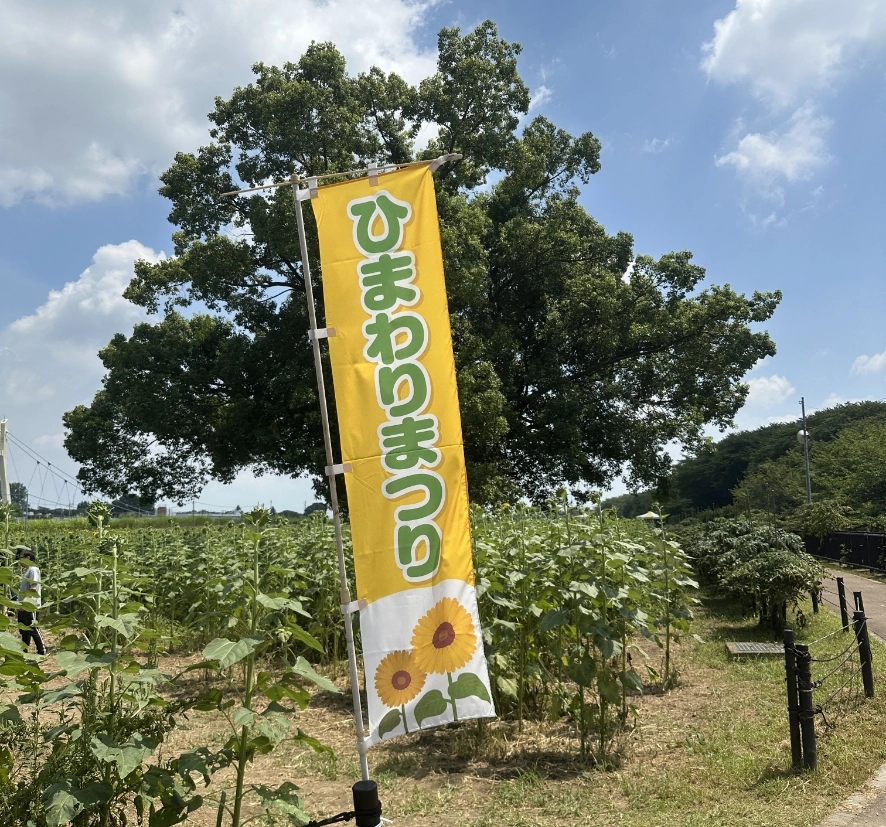 「ひまわりまつり」ののぼり旗と会場の畑