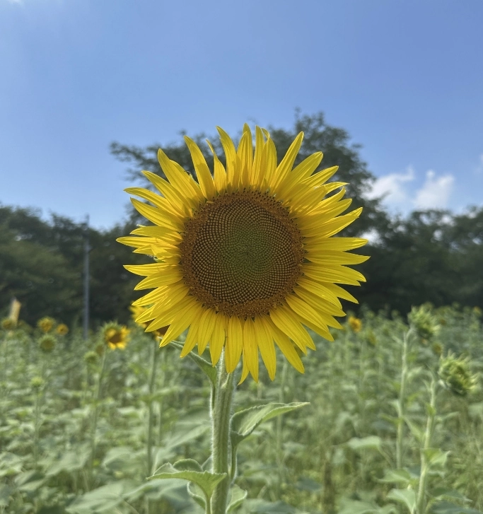 木立を背景にした一輪のひまわりのアップ