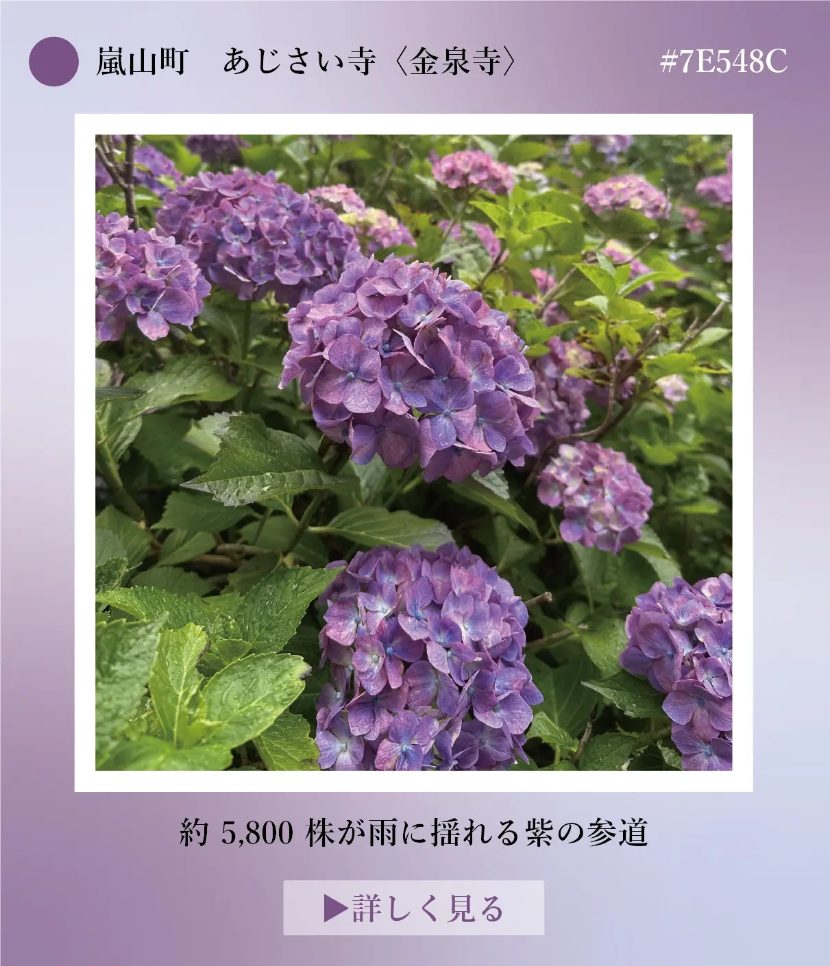 嵐山町 あじさい寺