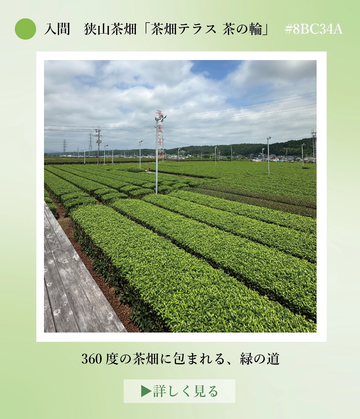 入間の狭山茶畑 