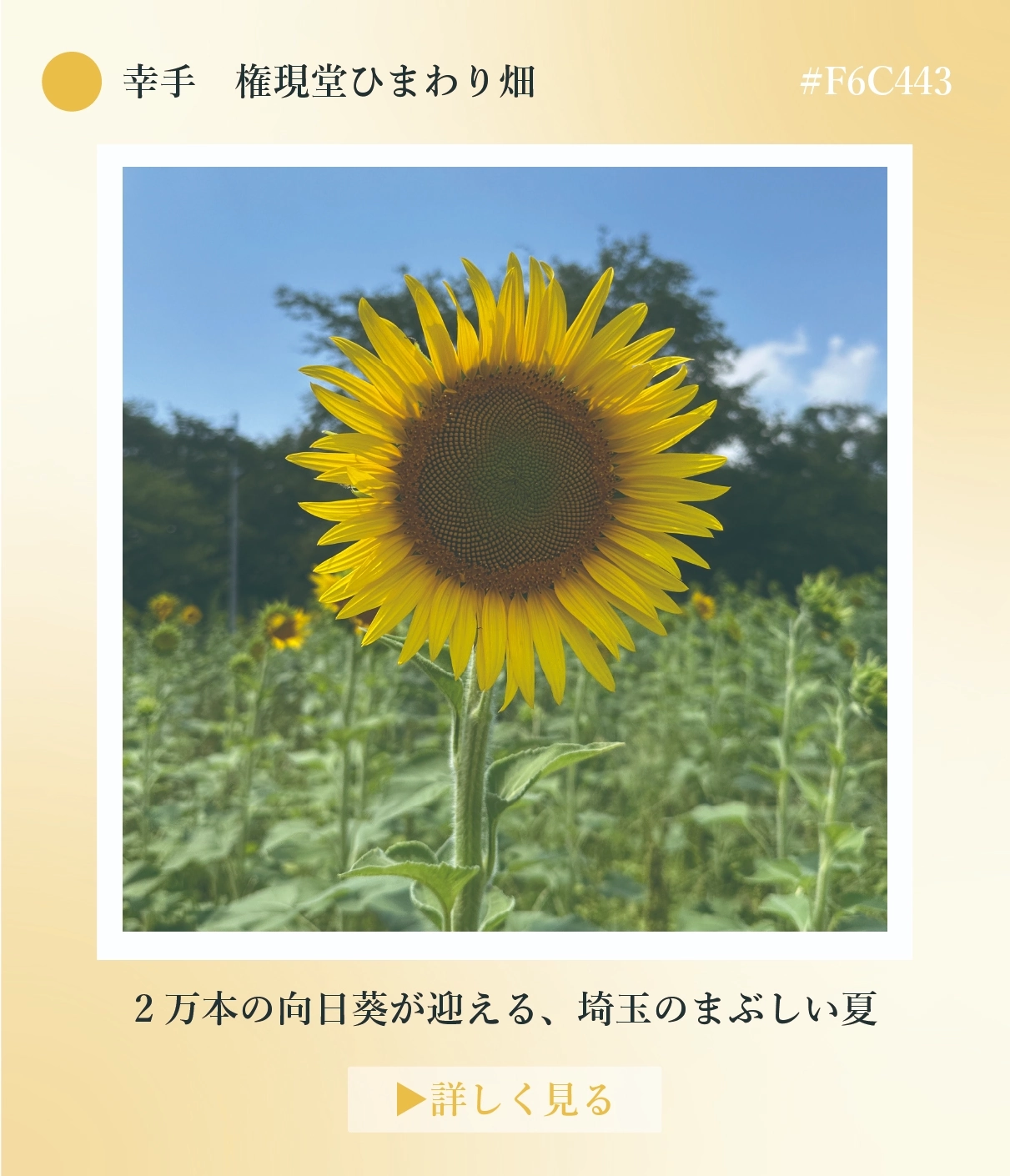 幸手ひまわり畑