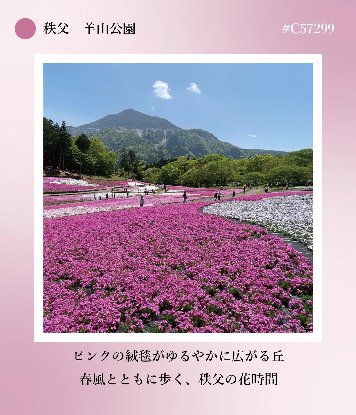 秩父・羊山公園の芝桜