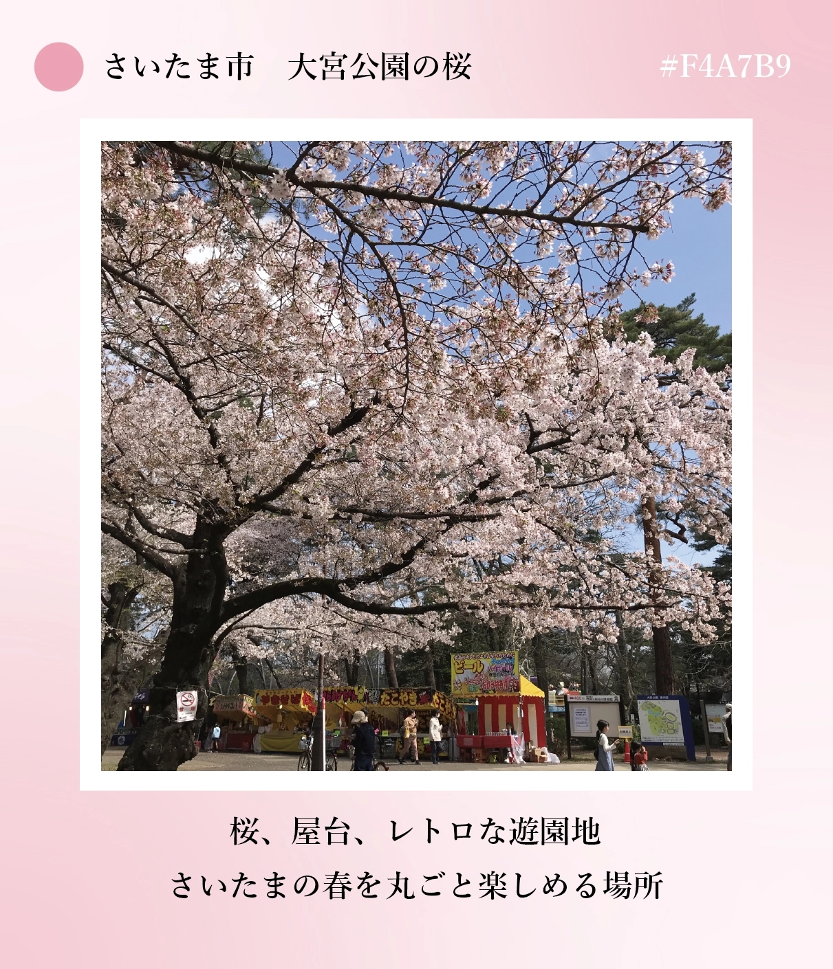 大宮公園の桜