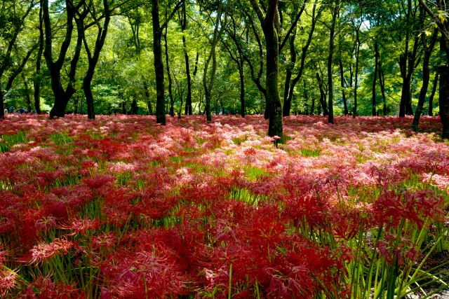 巾着田曼珠沙華公園