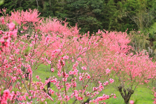 花桃の郷