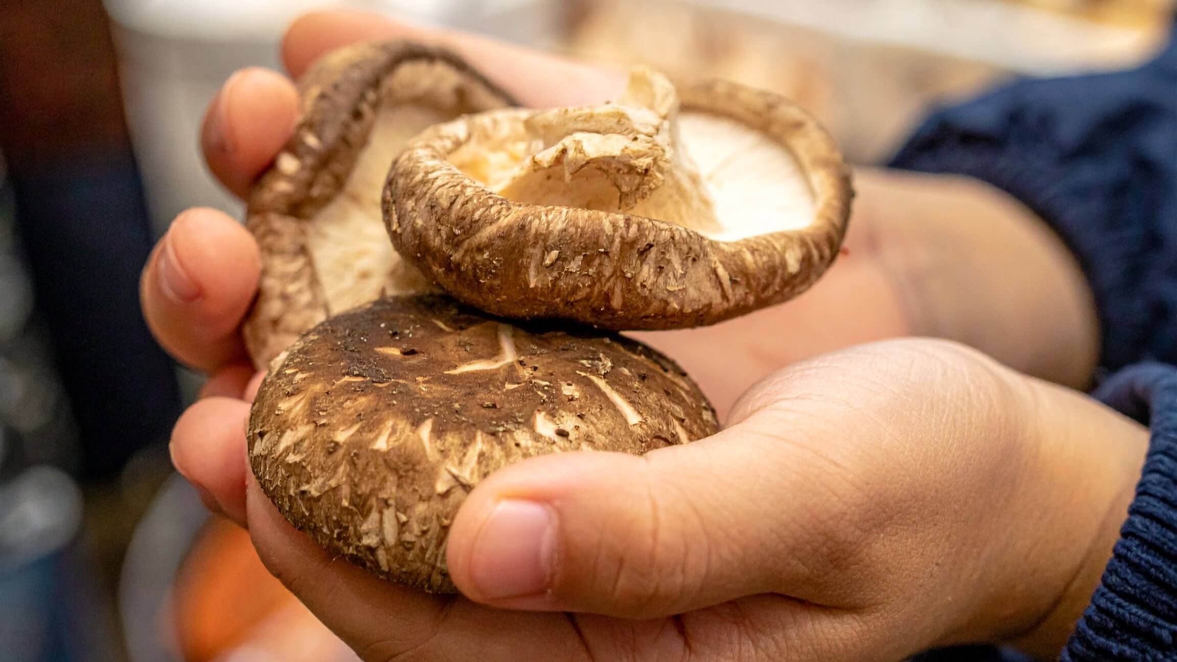 しいたけ狩りイメージ画像